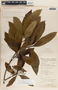 Tabernaemontana arborea image