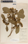 Tabernaemontana arborea image