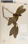 Tabernaemontana arborea image