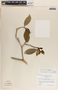 Tabernaemontana arborea image