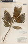 Tabernaemontana arborea image
