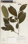 Tabernaemontana arborea image