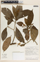 Tabernaemontana arborea image
