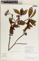Tabernaemontana arborea image