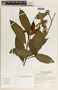 Tabernaemontana arborea image
