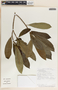 Tabernaemontana arborea image