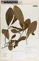 Tabernaemontana arborea image