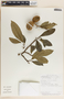 Tabernaemontana arborea image