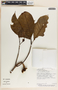 Tabernaemontana arborea image