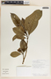 Tabernaemontana arborea image