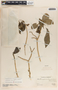 Tabernaemontana divaricata image