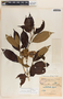 Tabernaemontana divaricata image