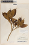Tabernaemontana divaricata image