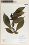 Tabernaemontana donnell-smithii image