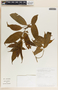 Tabernaemontana heterophylla image