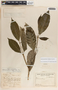 Tabernaemontana longipes image