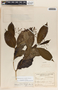 Tabernaemontana longipes image