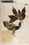 Tabernaemontana longipes image