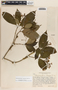 Tabernaemontana longipes image