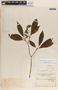Tabernaemontana longipes image
