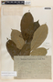 Tabernaemontana longipes image