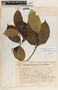 Tabernaemontana longipes image