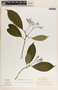 Tabernaemontana longipes image