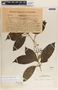 Tabernaemontana longipes image