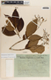 Tabernaemontana longipes image