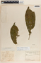 Tabernaemontana longipes image