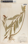 Asclepias curassavica image