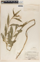 Asclepias curassavica image