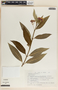 Asclepias curassavica image