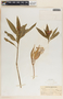 Asclepias curassavica image