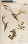 Asclepias curassavica image
