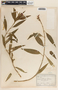 Asclepias curassavica image