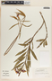 Asclepias curassavica image