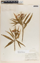 Asclepias curassavica image
