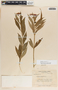 Asclepias curassavica image