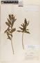 Asclepias curassavica image