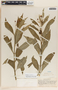 Asclepias curassavica image