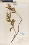 Asclepias curassavica image