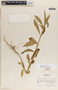 Asclepias curassavica image