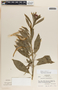 Asclepias curassavica image