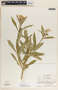 Asclepias curassavica image