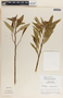 Asclepias curassavica image