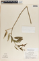 Asclepias curassavica image