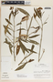 Asclepias curassavica image