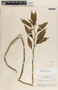 Asclepias curassavica image
