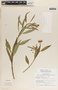Asclepias curassavica image
